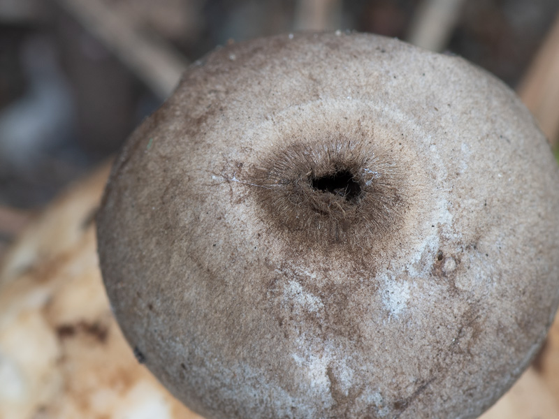 Geastrum coronatum